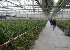 Er is veel sierteelt in Nootdorp-Noukoop. Er is een handvol bedrijven dat zich heeft toegelegd op de orchideeën, en daaronder zijn er weer twee die gespecialiseerd zijn in cymbidium. Groenewegen is er daar één van.